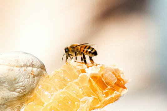 THC Honey vs CBD Honey: Which One Is Right for You?